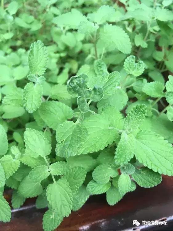 花露水不驱蚊怎么办花露水不驱蚊可能有多种原因，以下是一些建议的解决方法