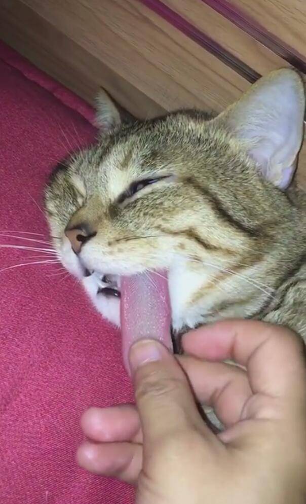 猫咪死了主人猫咪死了主人，悲痛中的慰藉与深思