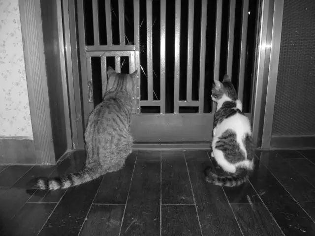 宠物猫离世宠物猫离世，如何面对失去猫咪的痛苦与后续行动
